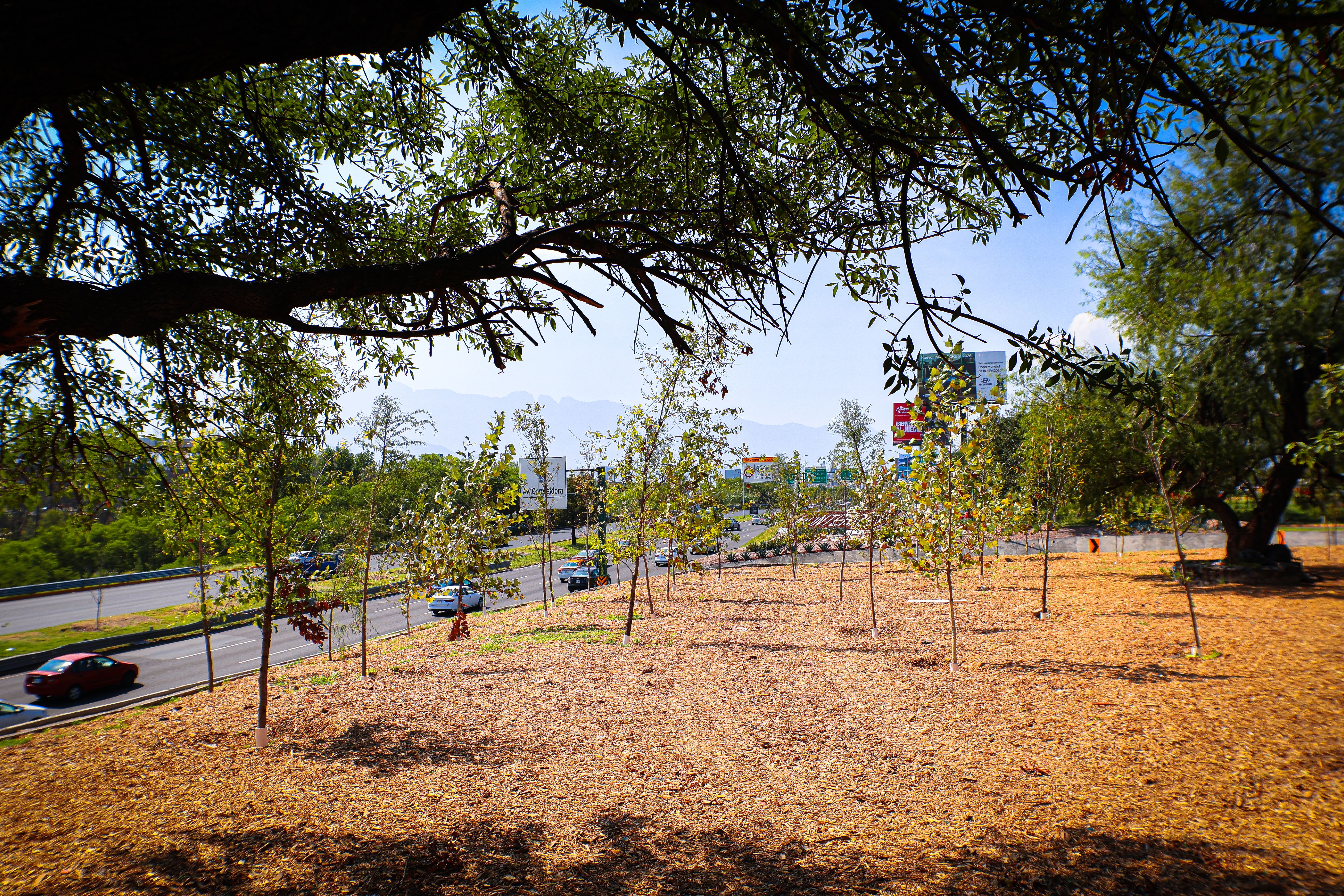 03 Nuevo León, Ejemplo Mundial En Reforestación..JPG
