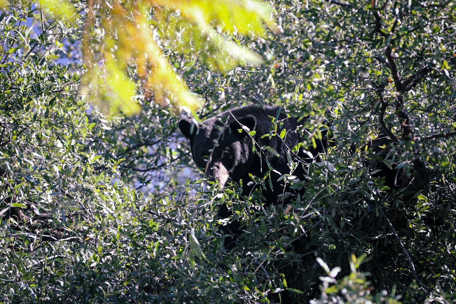 0893f917-be3b-4a11-950e-ff44e0b2b272.jfif