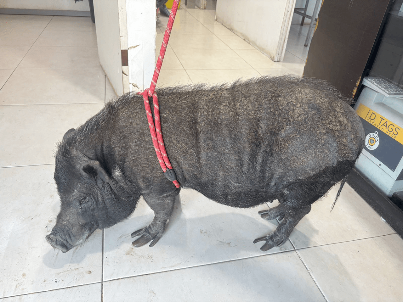 20260522_07_divisionambiental_rescate_maltratoanimal_01.png