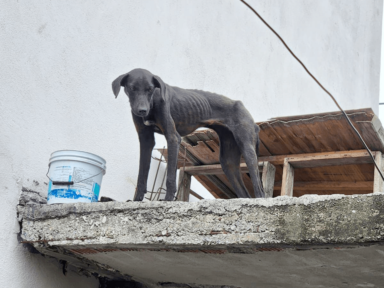 20260522_07_divisionambiental_rescate_maltratoanimal_03.png