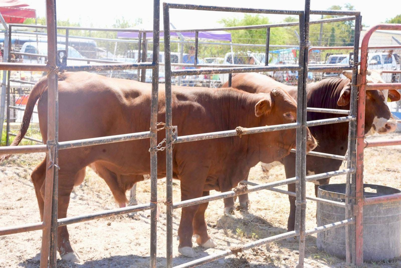 4b66a42c-f484-4b16-913d-08323325c1d9.jfif