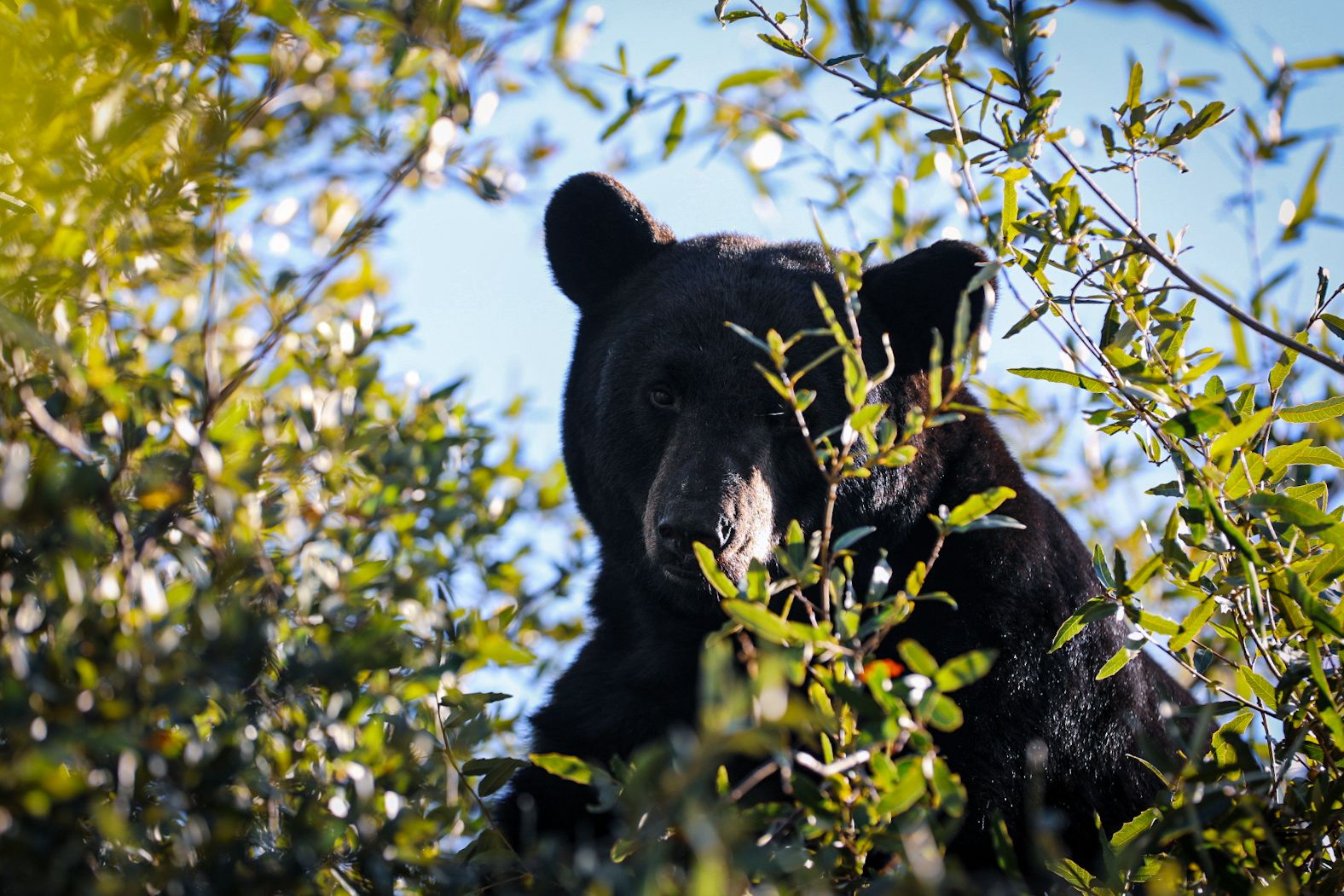 4d3db9e4-df1c-4235-94fb-50f4e7c0e3e6.jfif