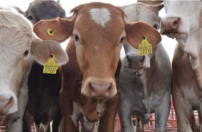 60e34fb7-89c9-451b-a8a7-3e4b2874893e.jfif