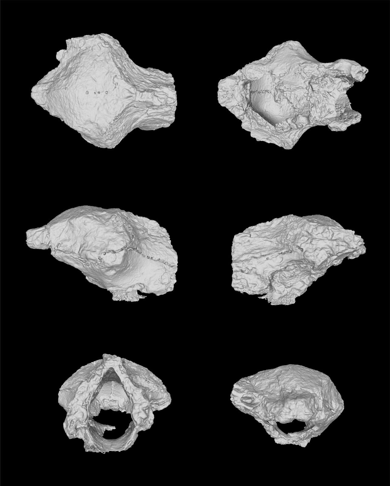 9f74f757-3f28-438c-9048-cfa5b4631069.jfif