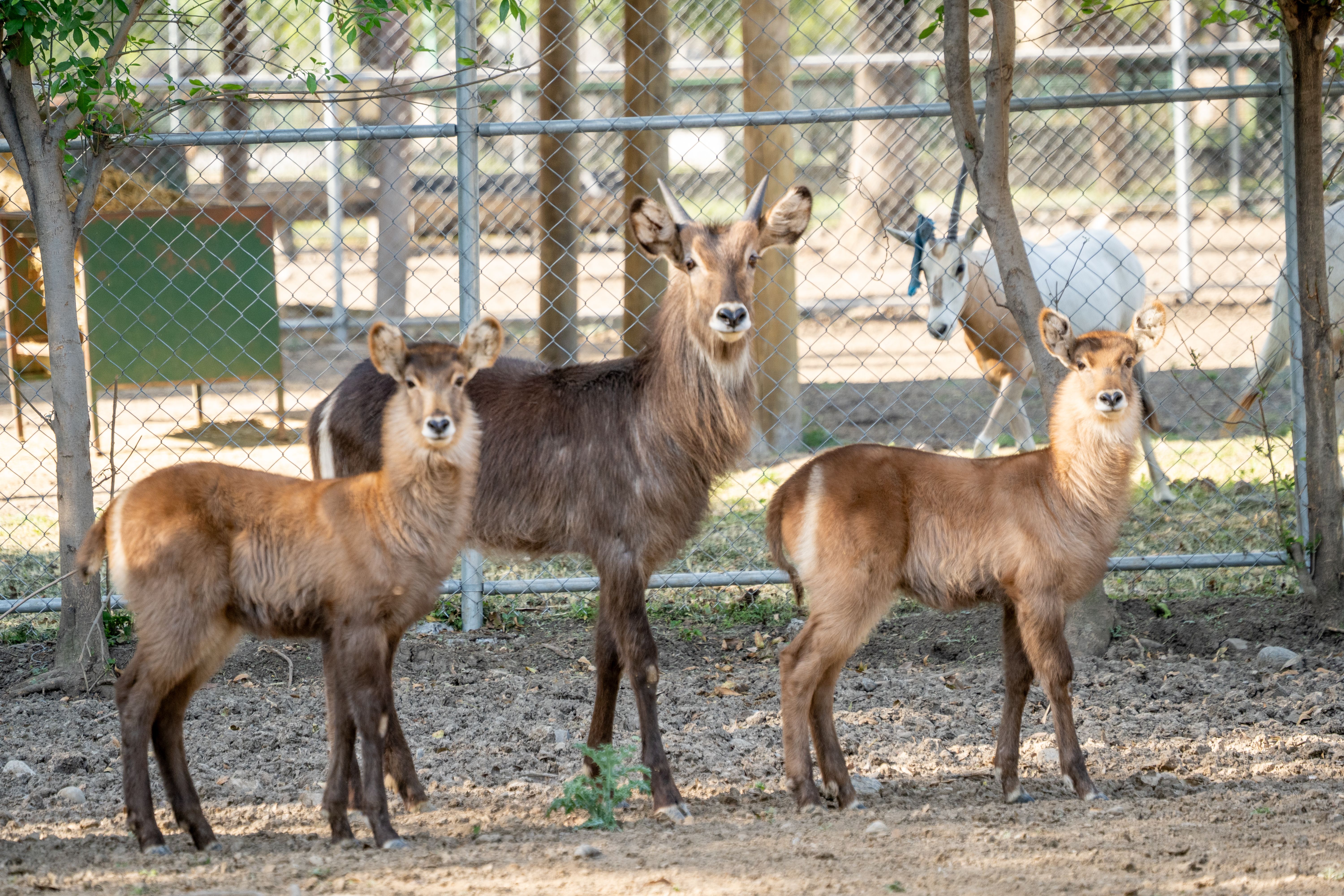 Antilope Acuatico 01.jpg