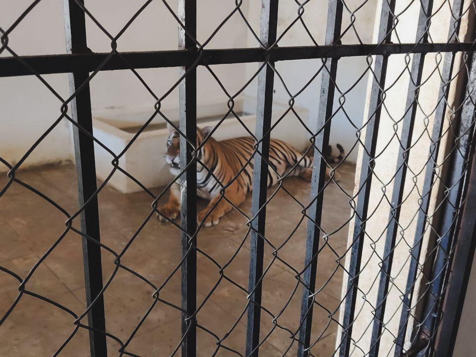 Aseg_tigres_Mazatlan_Sin_01.jpg