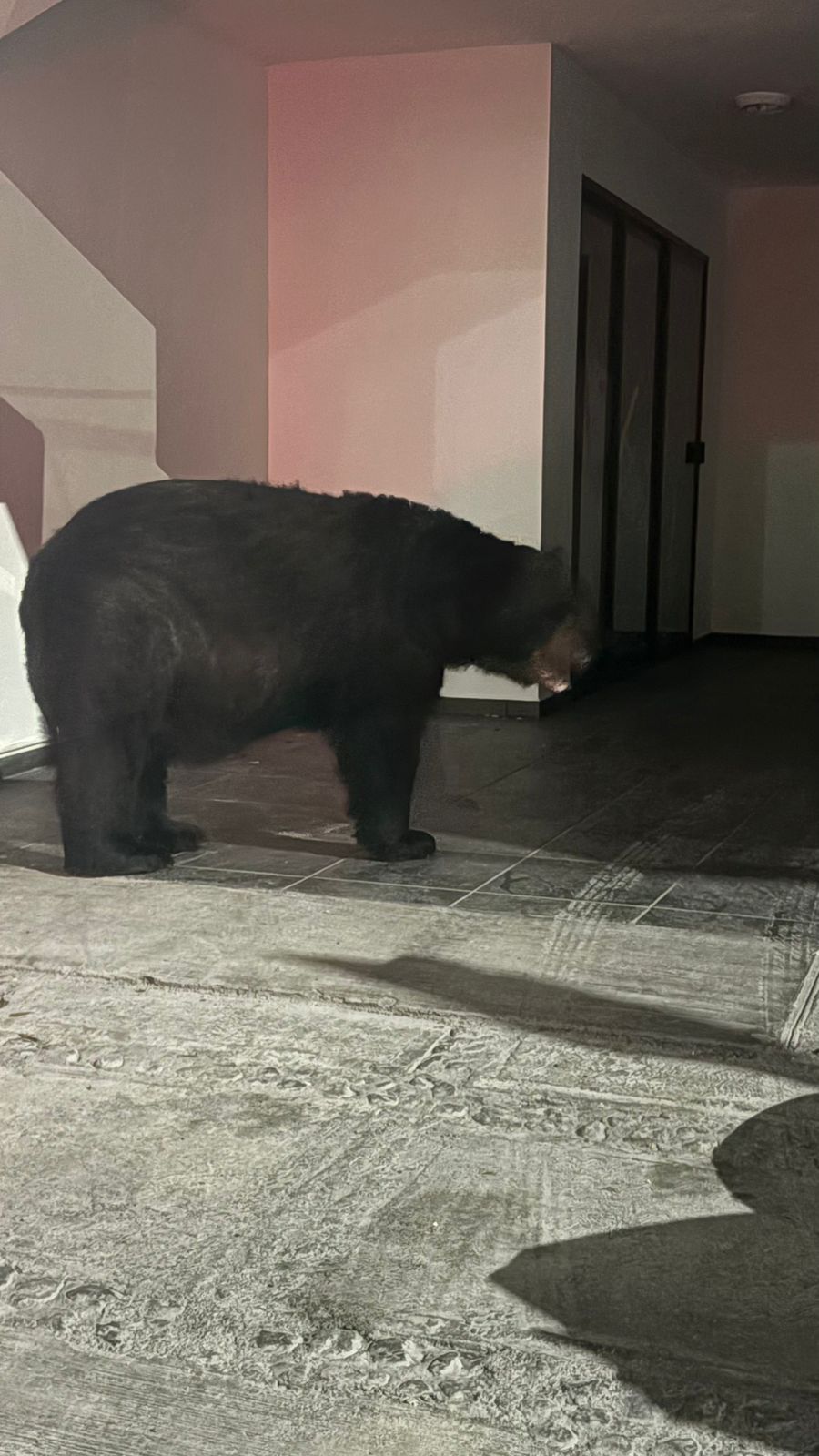 Avistamiento oso Monterrey