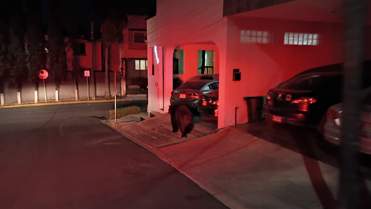 Avistamiento oso Monterrey