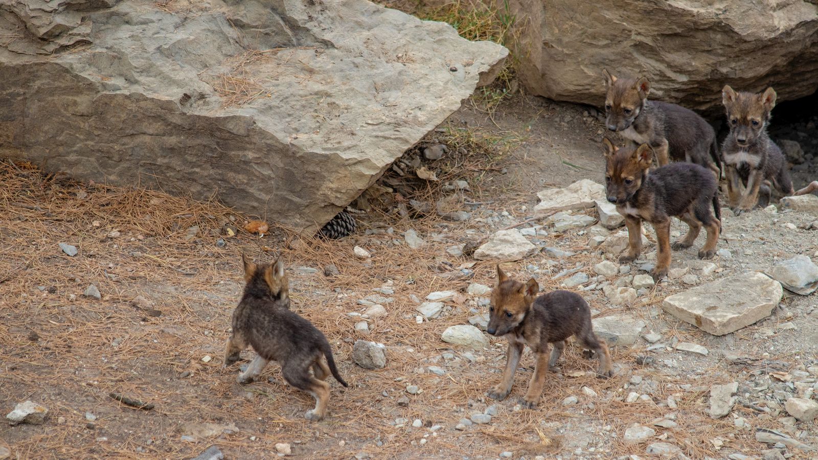 Buscarán seguir con reproducción del lobo mexicano en cautiverio