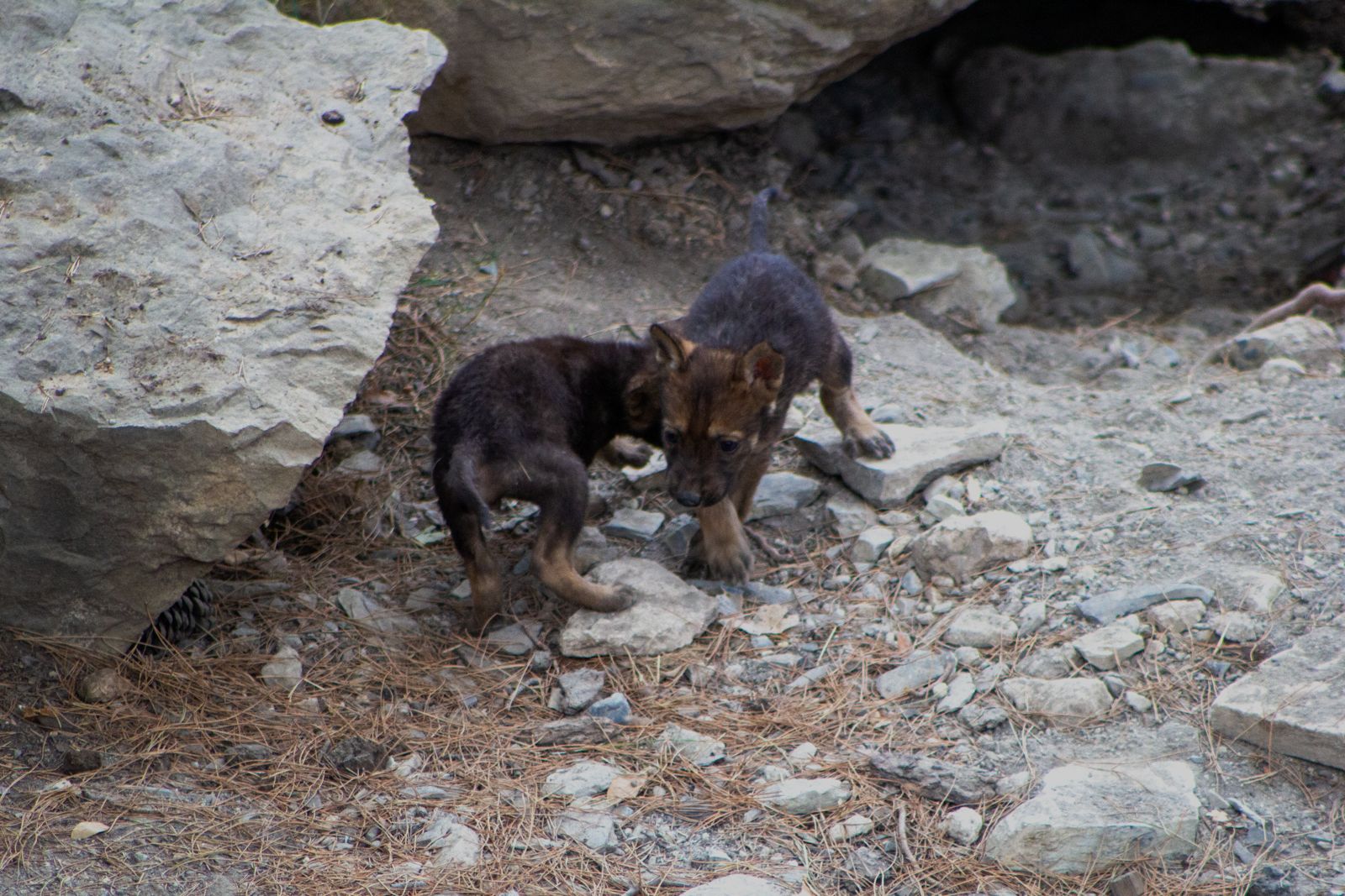 Buscarán seguir con reproducción del lobo mexicano en cautiverio