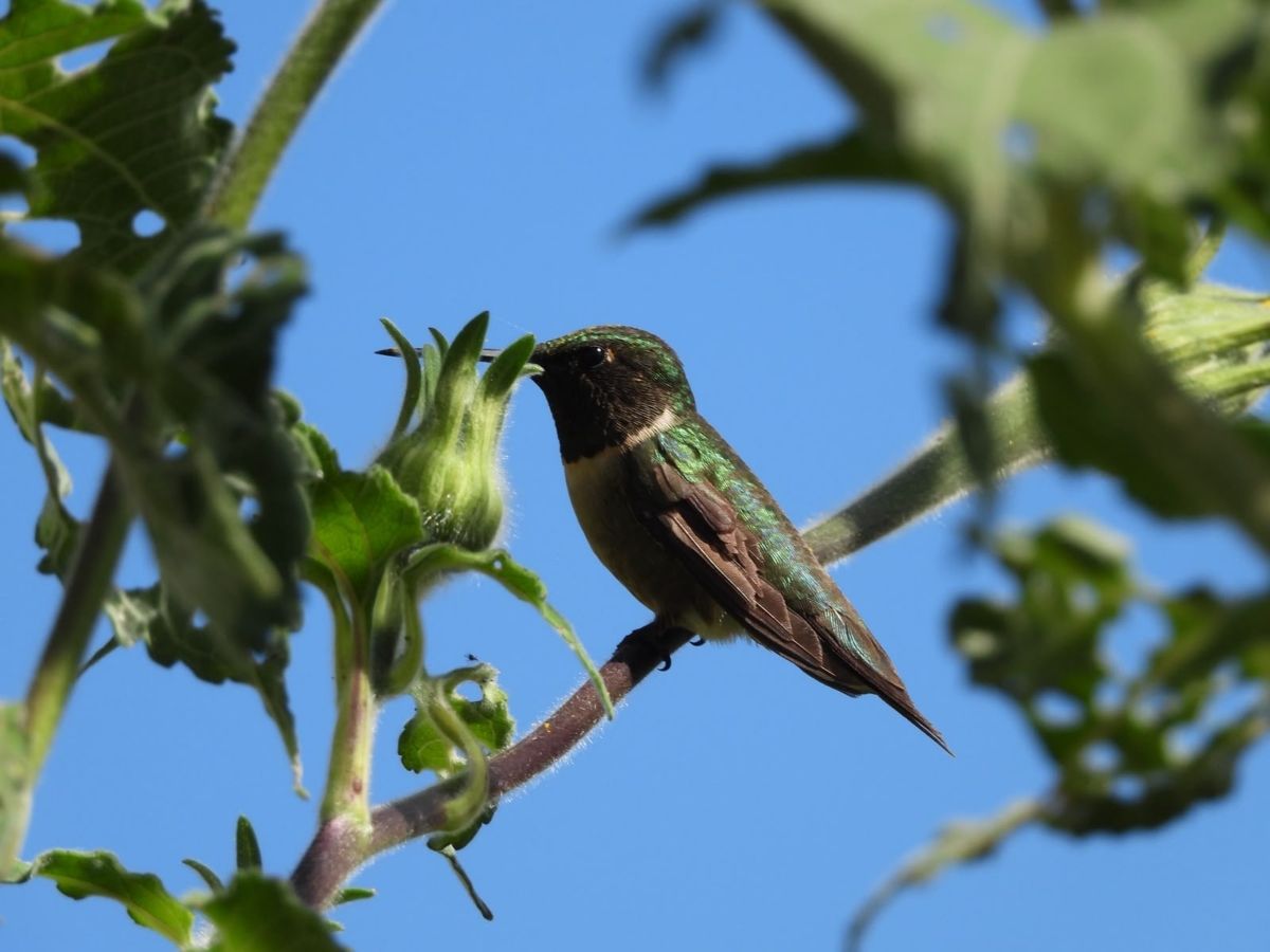 CPB-046-2026.-Protege-Tamaulipas-rutas-naturales-del-colibri-de-garganta-rubi-10.jpeg