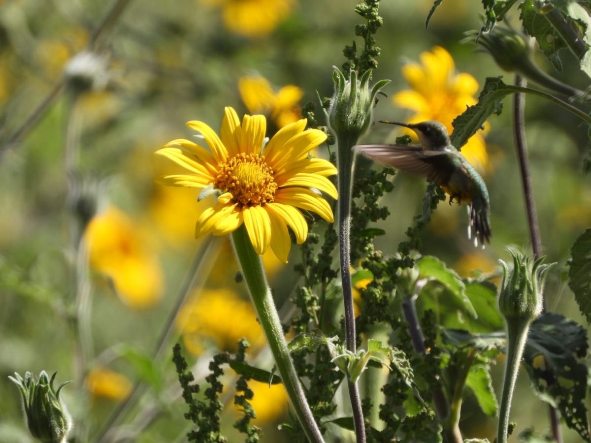 CPB-046-2026.-Protege-Tamaulipas-rutas-naturales-del-colibri-de-garganta-rubi-2.jpeg