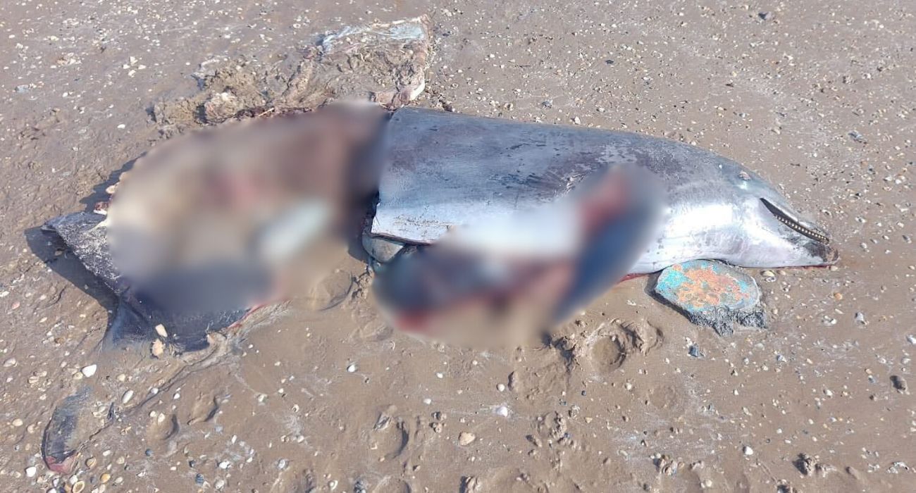 Cacería de delfines en Playa Bagdad preocupa a organizaciones.jpg