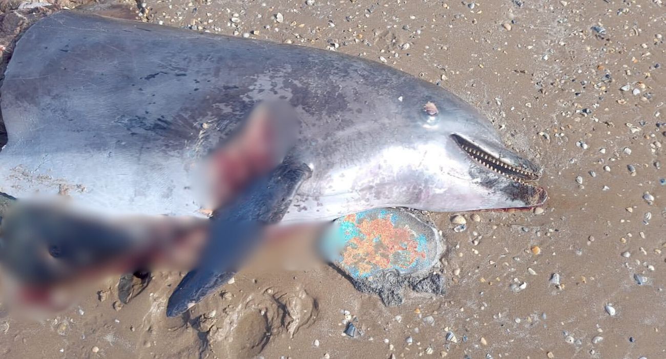 Cacería de delfines en Playa Bagdad preocupa a organizaciones.jpg