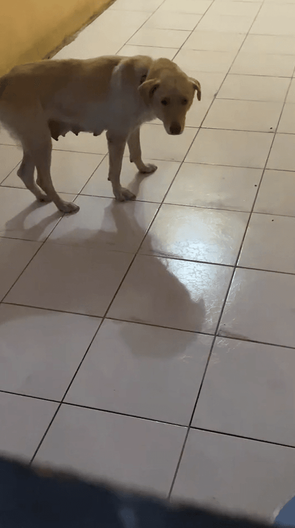 Captura de pantalla 2025-05-02 130244.png