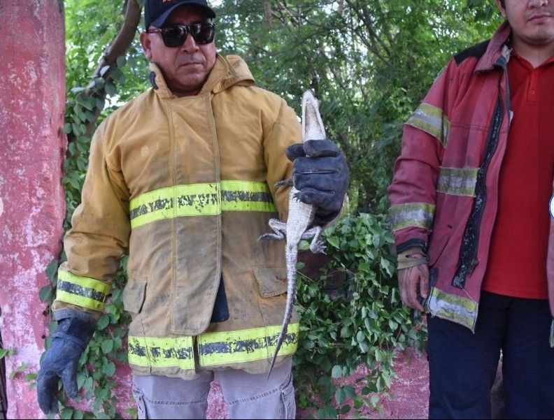 Capturan a cocodrilo bebé en Ciudad Victoria