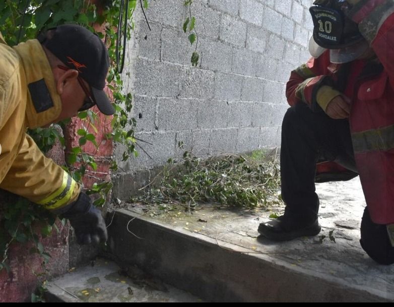 Capturan a cocodrilo bebé en Ciudad Victoria