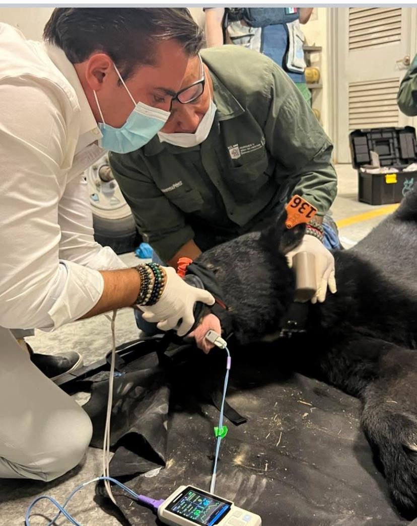 Capturan a oso en zona industrial de García