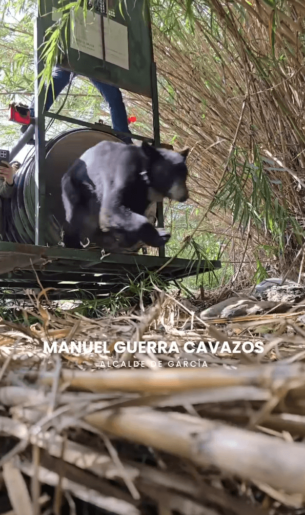 Capturan a oso en zona industrial de García; ya fue liberado
