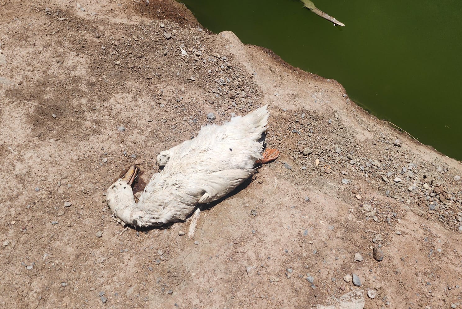Causan perros callejeros muerte de patos en la Ciudad Deportiva