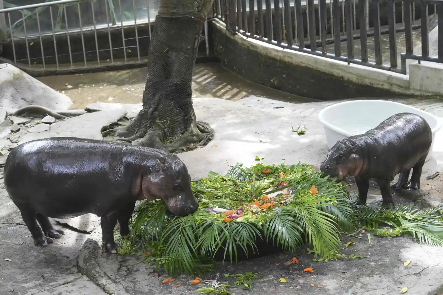 Celebran primer cumpleaños de Moo Deng en zoológico de Tailandia