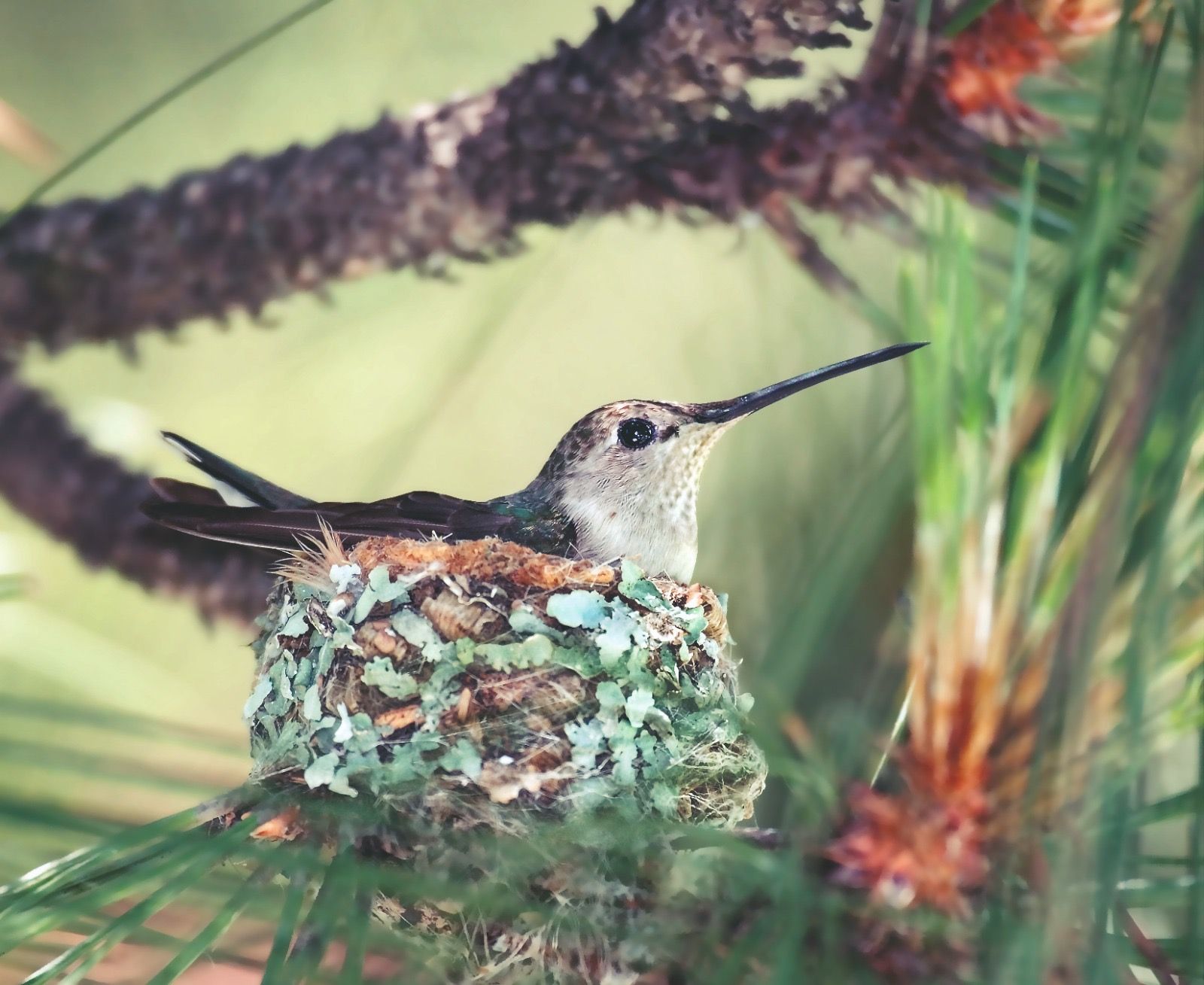 Colibrí