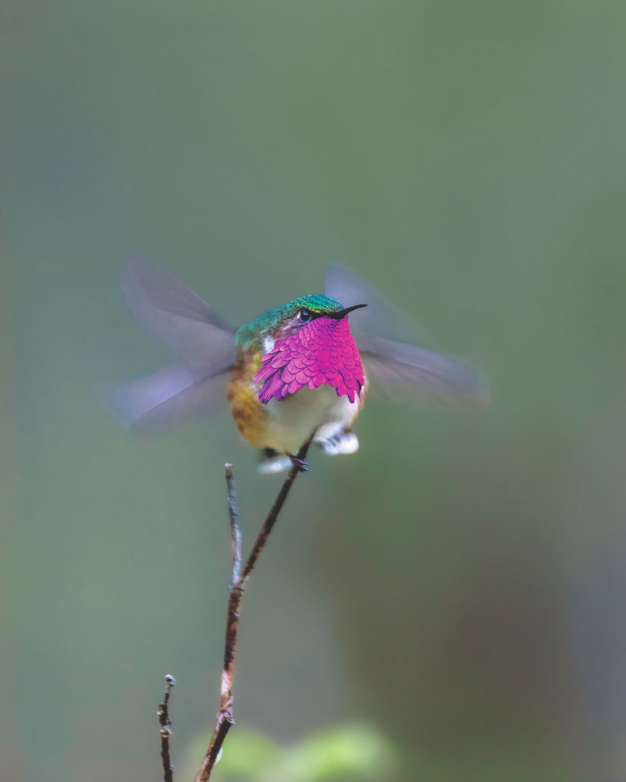 Colibrí