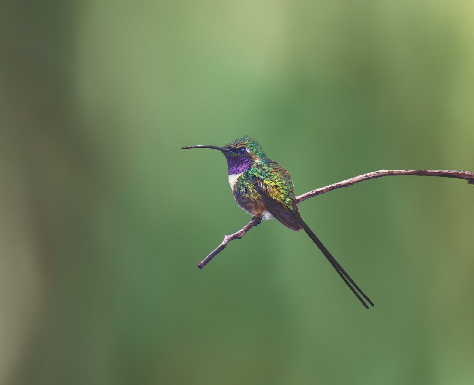 Colibrí