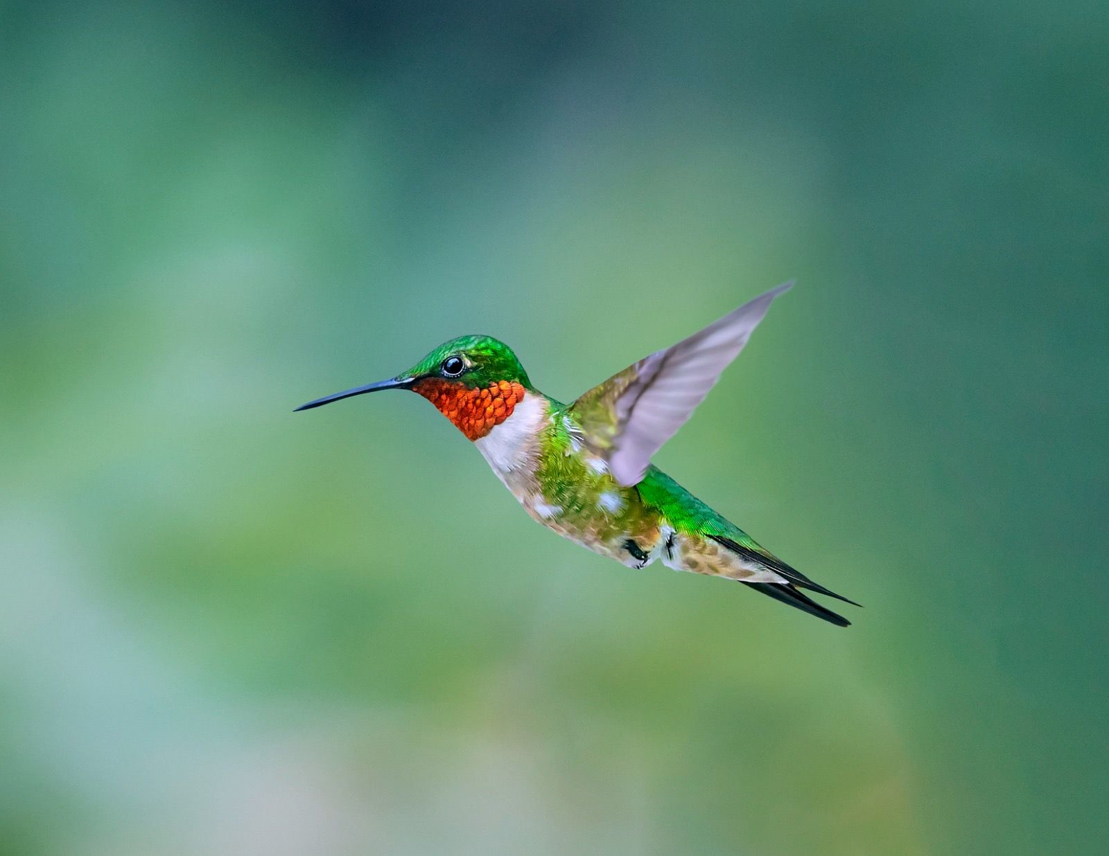 Colibrí