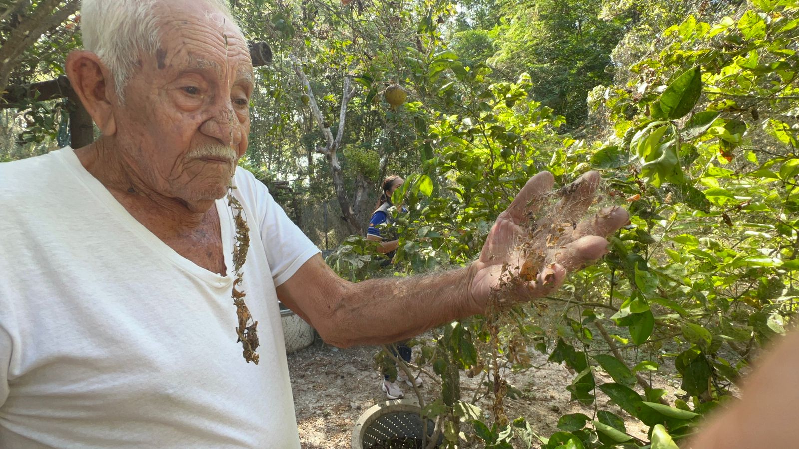 Como película de terror: arañas se apoderan de colonia en Reynosa