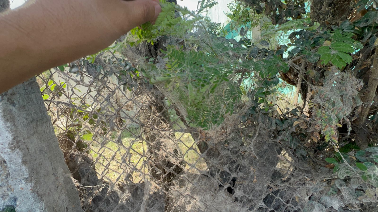 Como película de terror: arañas se apoderan de colonia en Reynosa