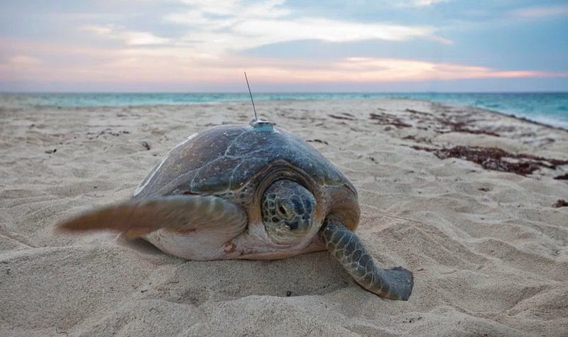Conservation-of-Sea-Turtles-PRINCIPAL.jpg