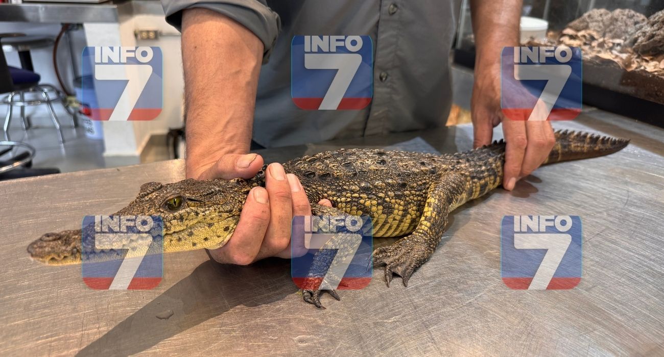 Copia de Copy of PLANTILLAS WEB DIC .jpg