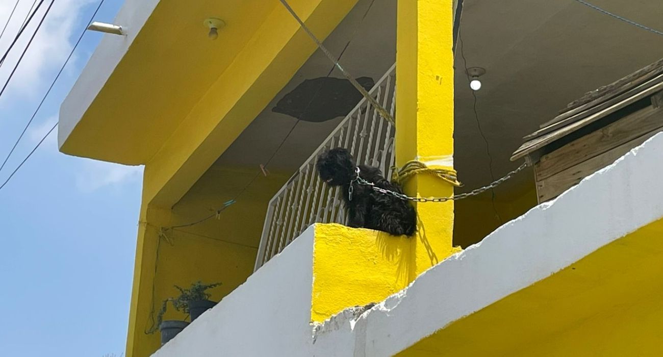 Denuncian vecinos crueldad animal en Ramos Arizpe