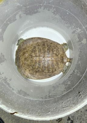 Detienen a hombre con arma, un caimán y una tortuga