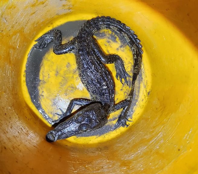 Detienen a hombre con arma, un caimán y una tortuga