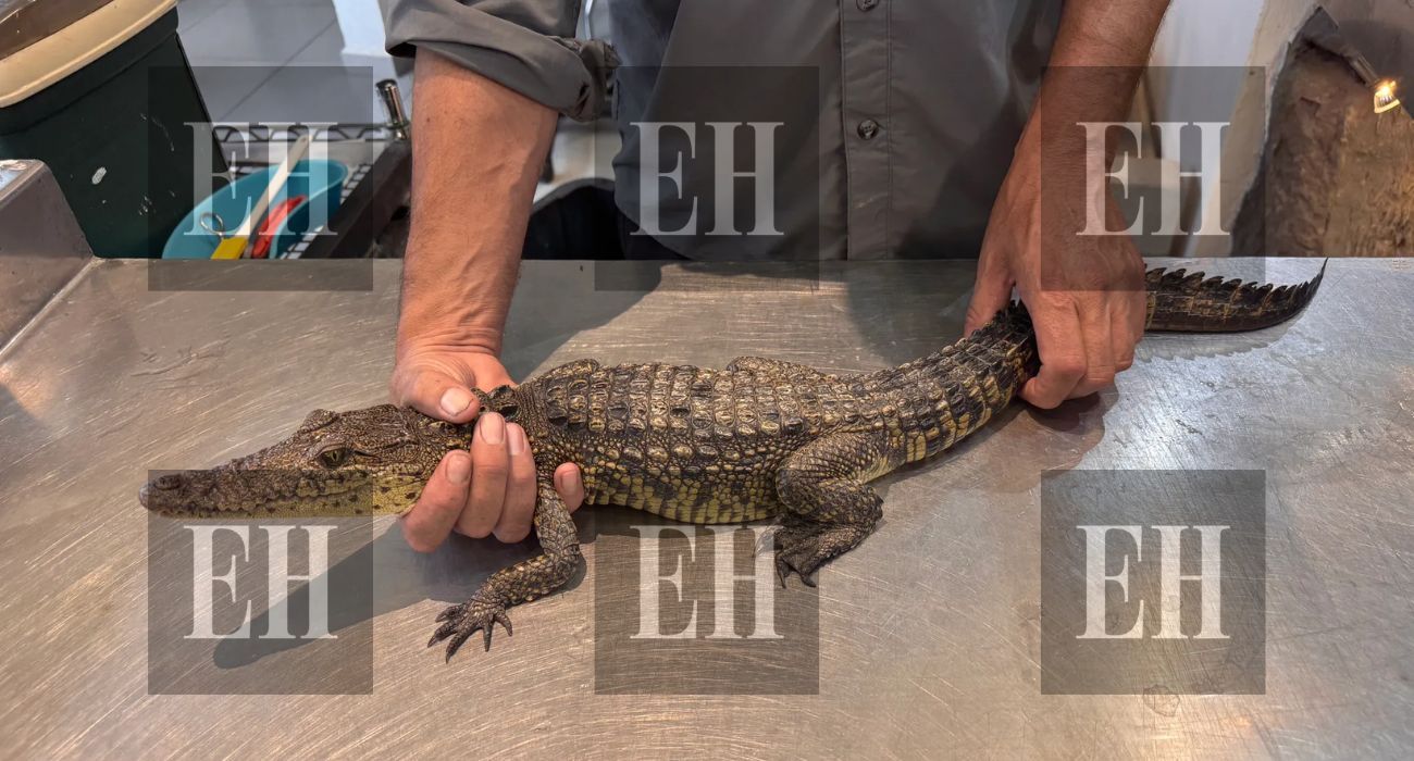 EH MARCA DE AGUA.jpg