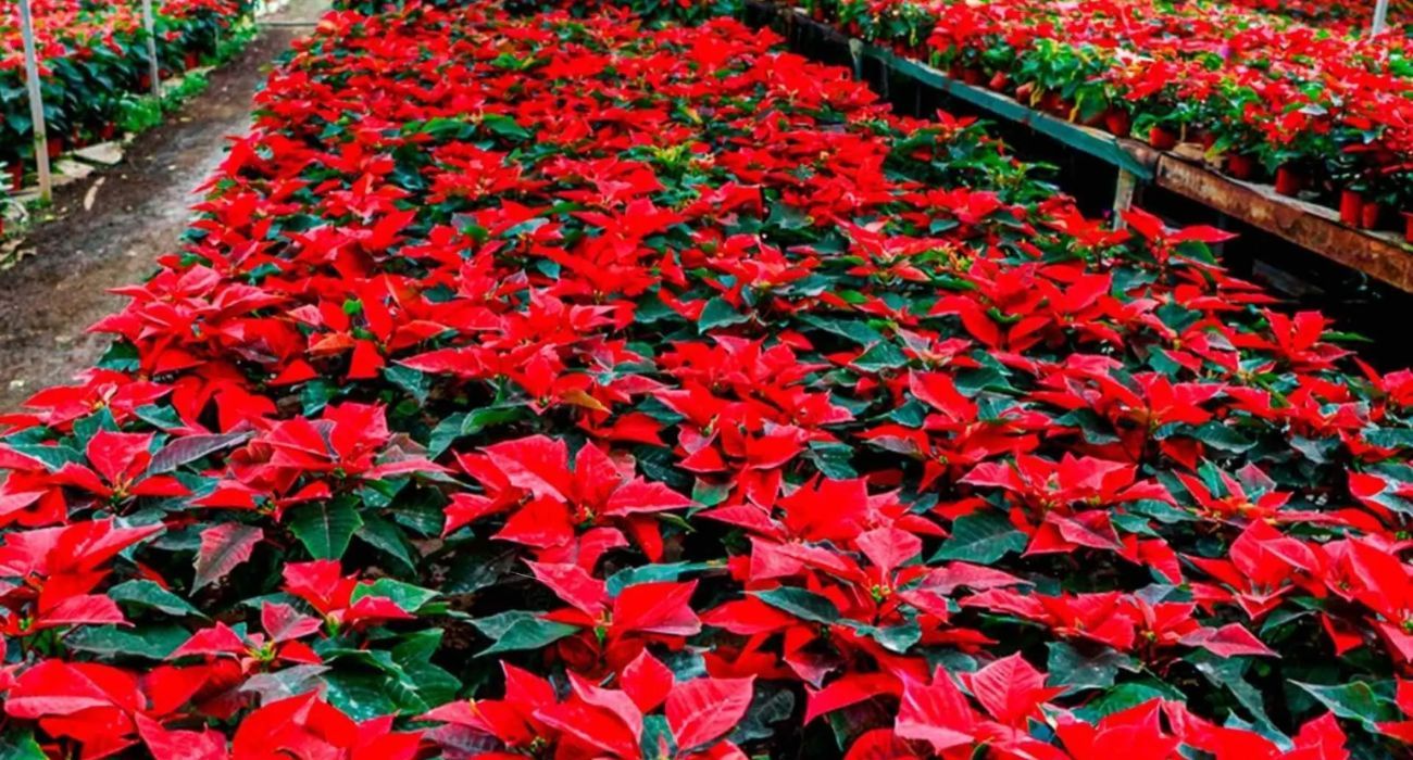 EH UNA FOTO - 2025-12-27T110733.988.jpg