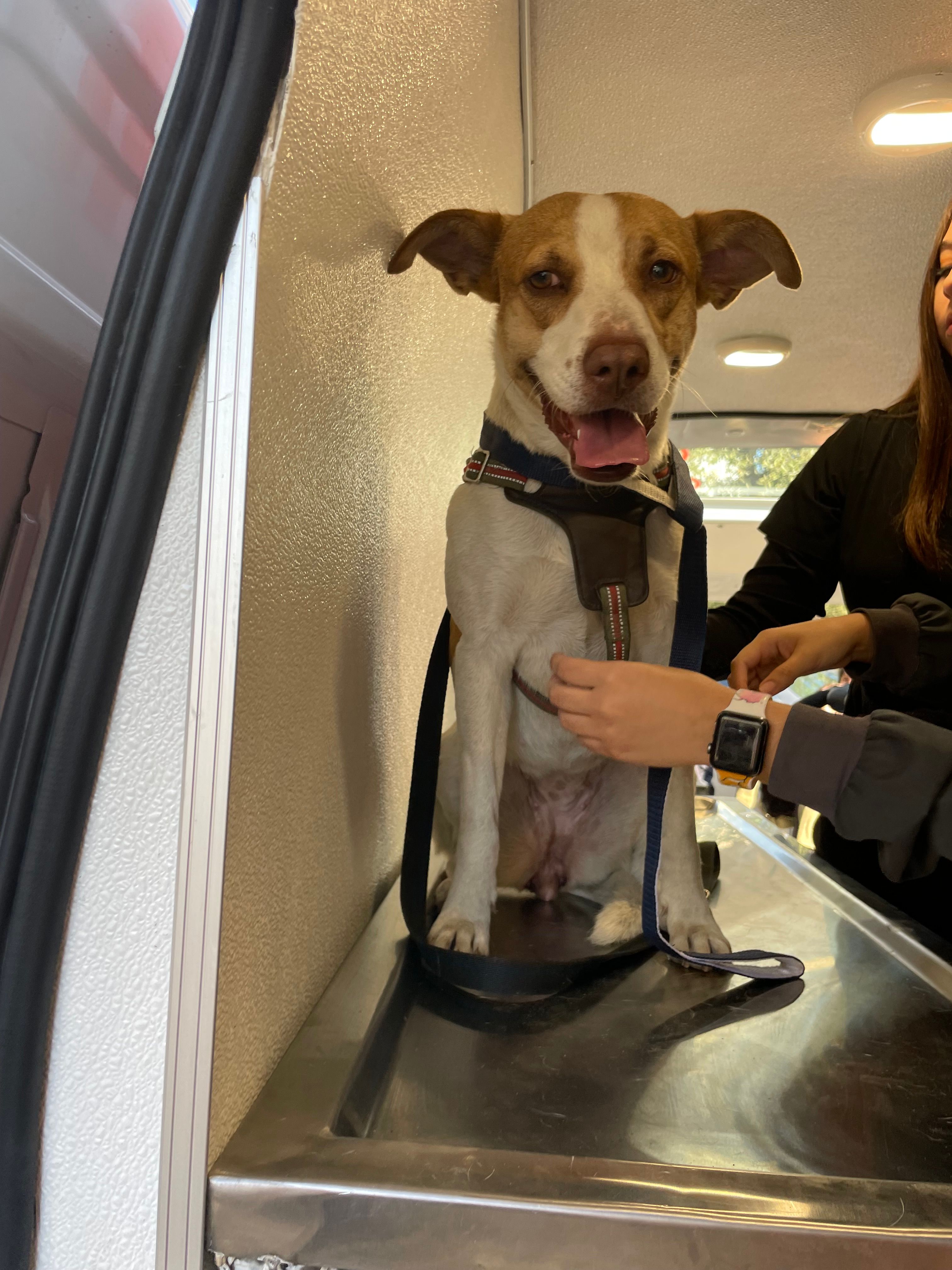 Entregan a 'La Manchas', perrita maratonista, para su adopción.png