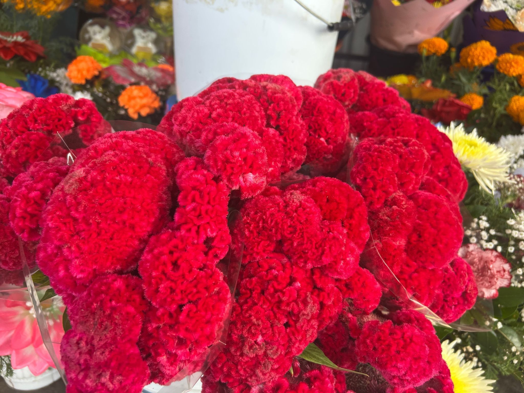 Flores Mano de leon