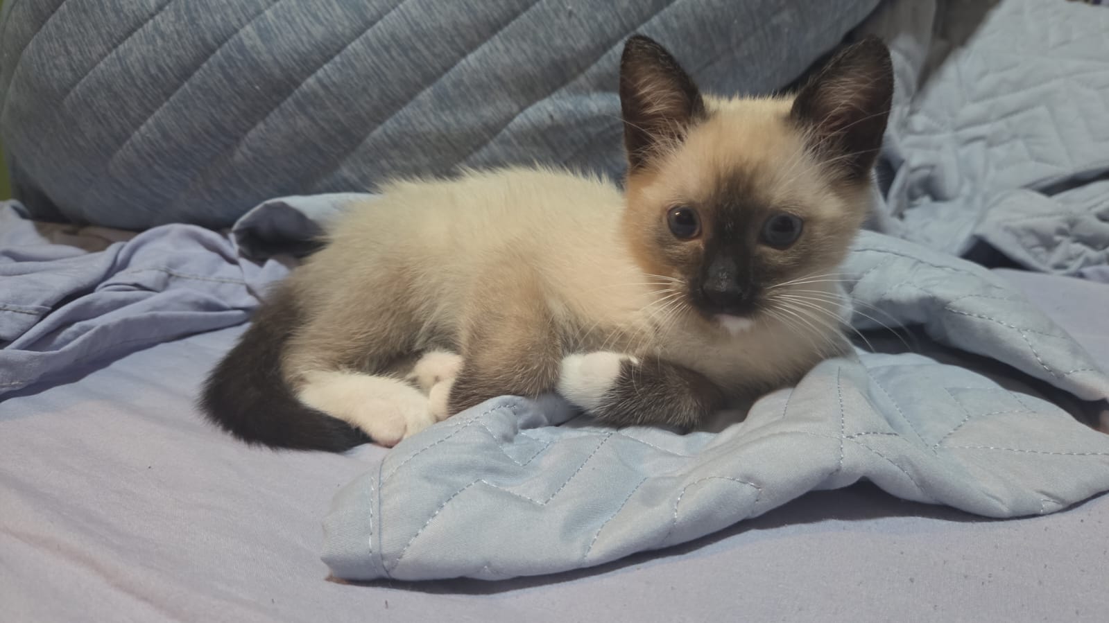 Gato