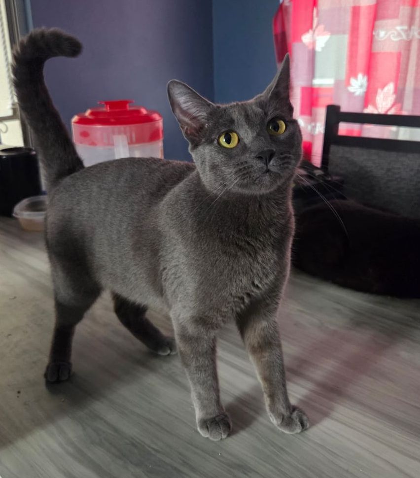 Gato