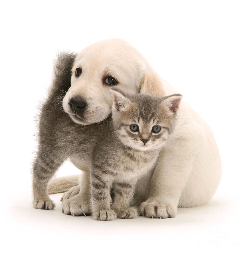 Gato y perro