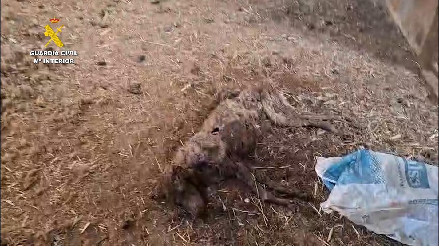 Hallan 32 perros muertos por desnutrición en una finca en España
