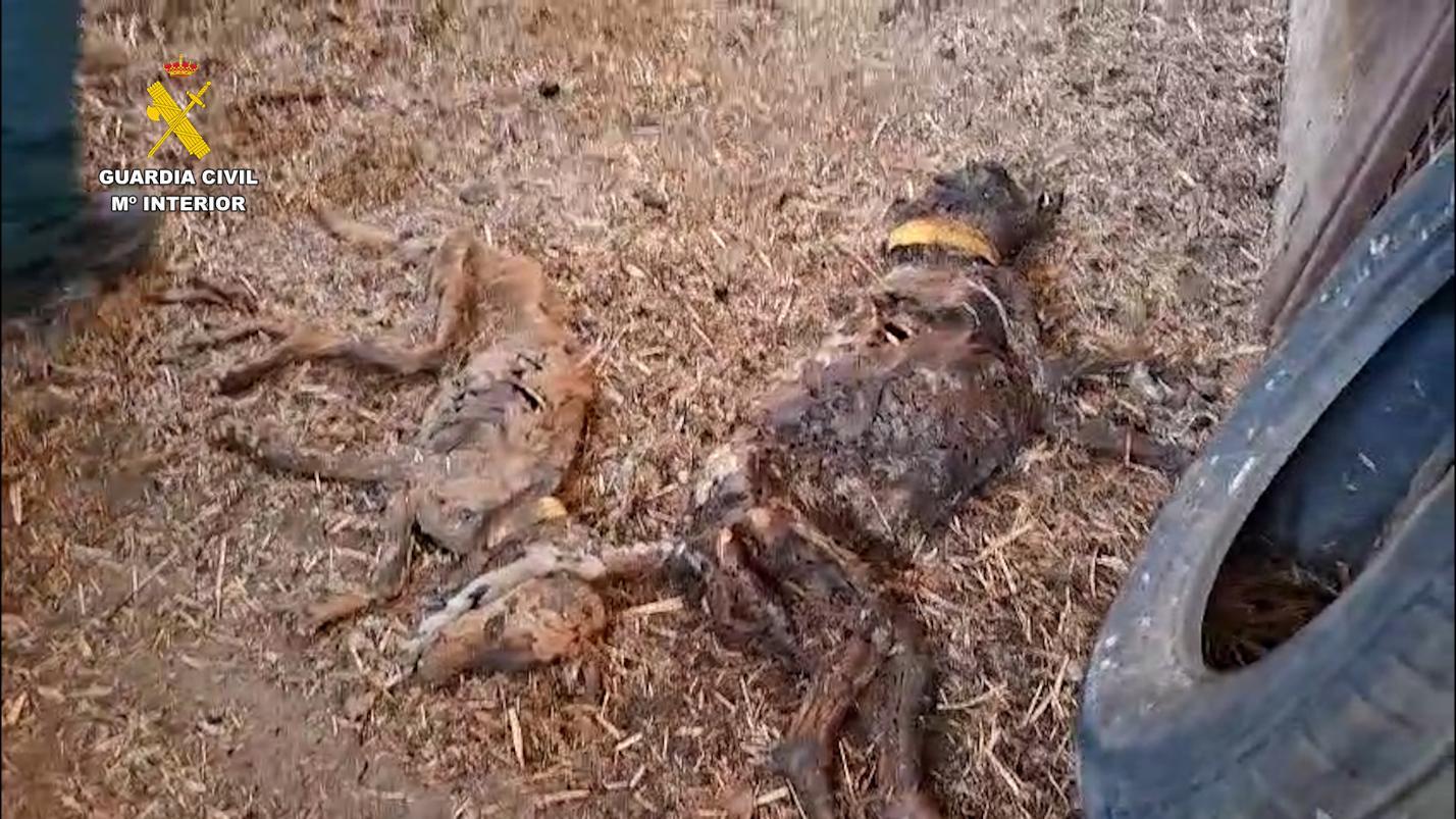 Hallan 32 perros muertos por desnutrición en una finca en España