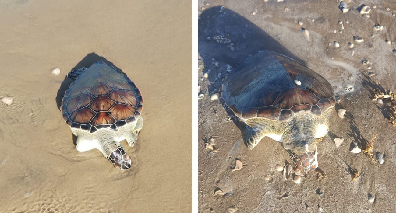 INFO 7 DOS FOTOS (14).jpg