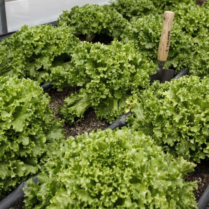 LECHUGA-860x860.jpg