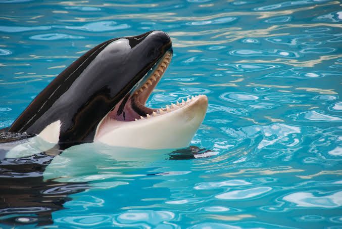 Liberen a Willy