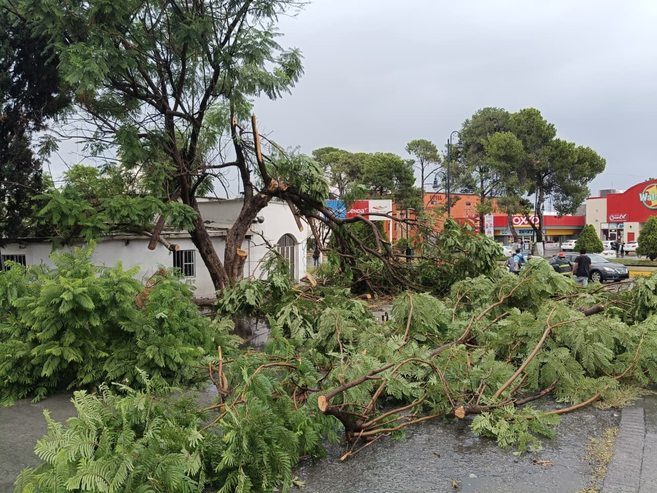 Lluvias provocaron caída de árboles y cierres viales en Ramos Arizpe
