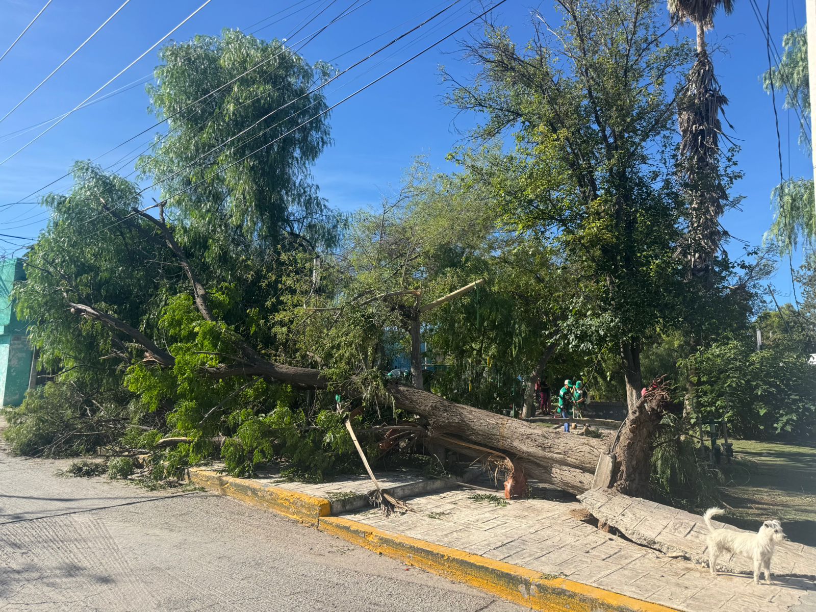 Lluvias provocaron caída de árboles y cierres viales en Ramos Arizpe